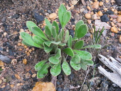 Stylidium pycnostachyum