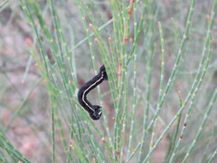 Chlenias stenosticha