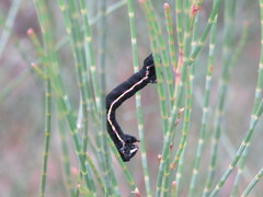 Chlenias stenosticha