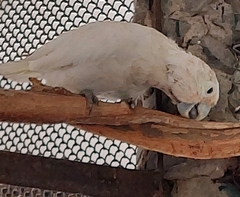 Cacatua goffiniana