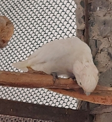 Cacatua goffiniana