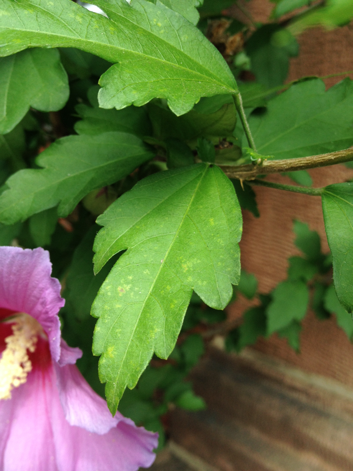 Rose of Sharon (Invasive Exotic Plants of North Carolina) · iNaturalist