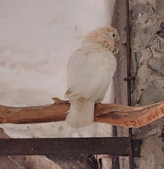 Cacatua goffiniana