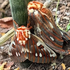 Citheronia splendens