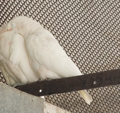 Cacatua goffiniana