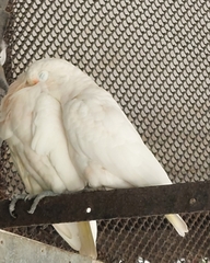 Cacatua goffiniana