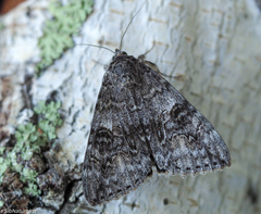 Catocala nupta