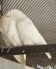 Cacatua goffiniana
