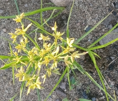 Cyperus dentatus
