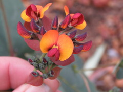 Daviesia cordata