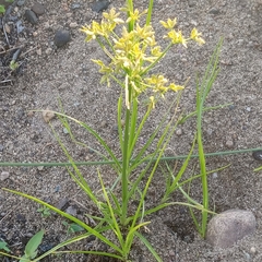 Cyperus dentatus