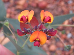 Daviesia cordata