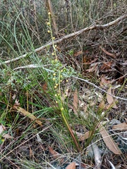 Lomandra gracilis
