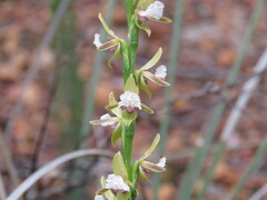 Prasophyllum fimbria