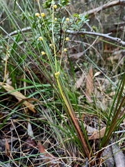 Lomandra gracilis