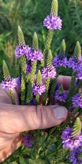 Verbena × rydbergii