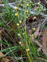 Lomandra gracilis