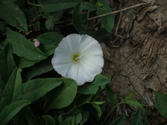 Convolvulus arvensis