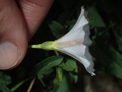 Convolvulus arvensis