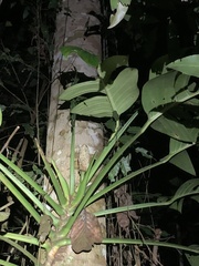 Monstera spruceana