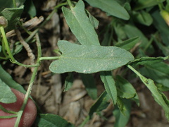 Convolvulus arvensis
