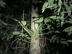 Monstera spruceana