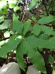 Rhododendron viscosum