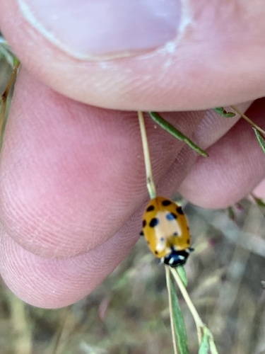 iNaturalist observation photo of Convergent Lady Beetle