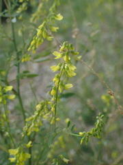 Melilotus officinalis