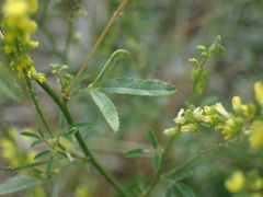 Melilotus officinalis