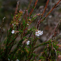 Leucopogon glacialis