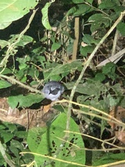 Myrmoborus myotherinus