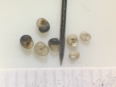 Pyrgulopsis orbiculata