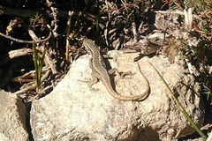 Liolaemus moradoensis