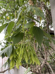 Acer negundo