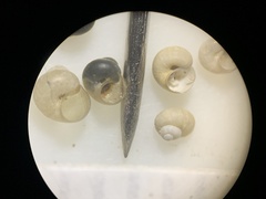 Pyrgulopsis orbiculata