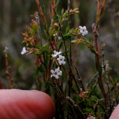 Leucopogon glacialis