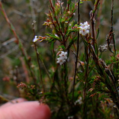 Leucopogon glacialis