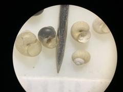 Pyrgulopsis orbiculata