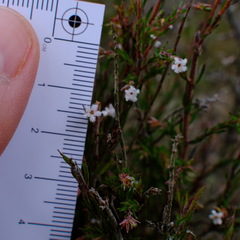 Leucopogon glacialis