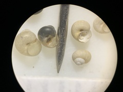 Pyrgulopsis orbiculata