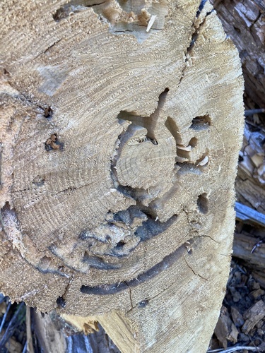 iNaturalist observation photo of Carpenter Ants, Typical Sugar Ants and Allies