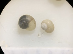 Pyrgulopsis orbiculata
