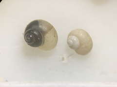 Pyrgulopsis orbiculata