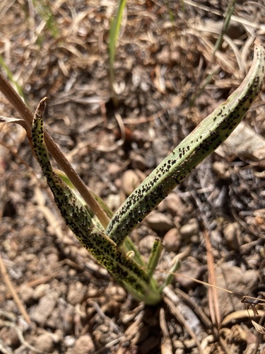 iNaturalist observation photo of rust fungi