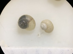 Pyrgulopsis orbiculata