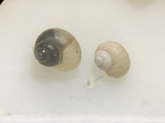 Pyrgulopsis orbiculata