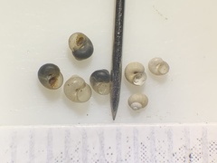 Pyrgulopsis orbiculata