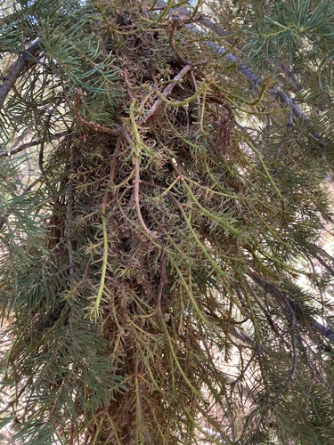iNaturalist observation photo of fir broom rust