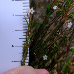 Leucopogon glacialis